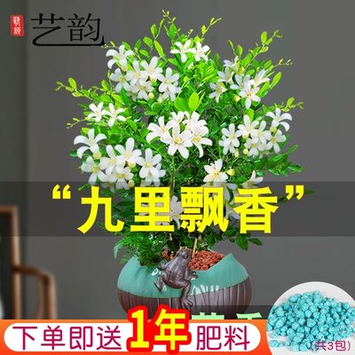 九里香盆栽花卉树苗桌面室内书房盆景驱蚊植物好养七里香绿植四季 虎窝淘