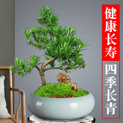 雀舌罗汉松盆景造型树桩盆栽花卉松树小树苗室内好养四季常青植物 虎窝淘