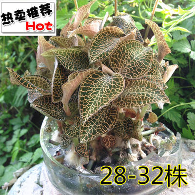 金线莲种苗盆栽种植福建南靖兰钱金线莲种子新鲜瓶苗送土包邮 虎窝淘