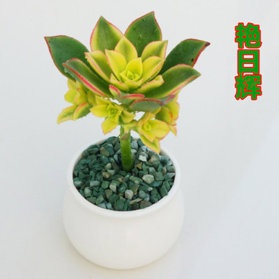 多肉植物艳日辉多肉生石花蓝豆桃蛋圆叶法师老桩水晶玉露包邮 虎窝淘
