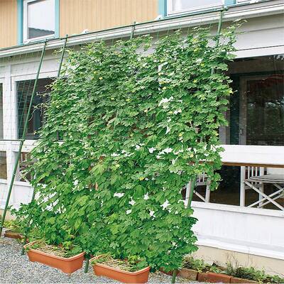 铁线莲攀爬花架葡萄架黄瓜长豆爬藤架阳台屋顶室外攀爬支架 虎窝淘