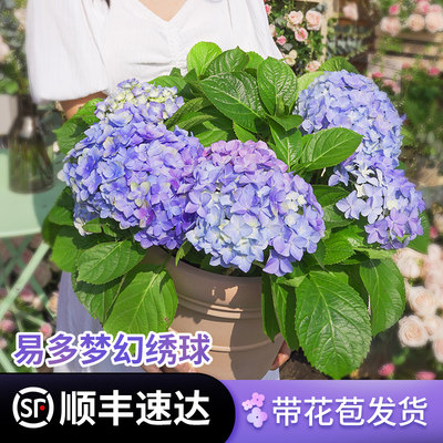 虹越易多梦幻绣球花盆栽带花苞无尽夏绣球花苗老桩盆栽室外阳台花 虎窝淘