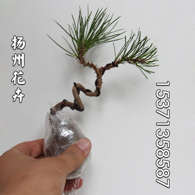 黑松盆景掌上袖珍盆景造型松日本小品盆栽微型黑松松柏树桩 淘宝天猫优惠券折扣 黑松盆景掌上袖珍盆景造型松日本小品盆栽 微型黑松松柏树桩相关商品大全价格图片搜索赛选 综合排序
