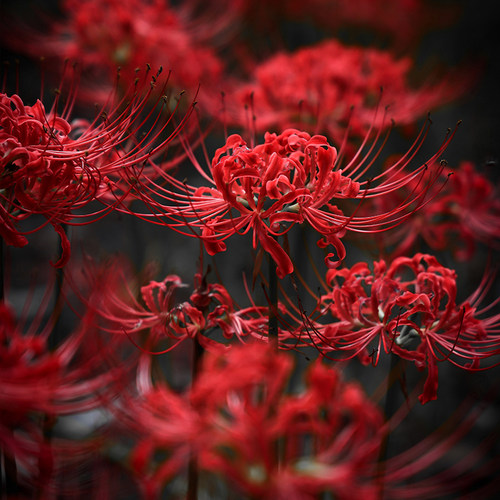 红色彼岸花大种球曼珠沙华盆栽种子红花石蒜花种精选球根容易开花