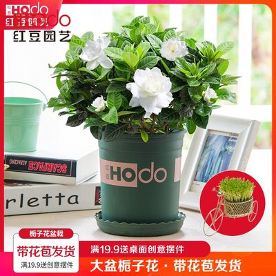 栀子花盆栽花卉绿植四季开花苗阳台室内庭院带花苞观花植物带花盆 虎窝淘