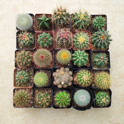 仙人掌多肉植物仙人球小盆栽室内开花球防辐射绿植多花卉桌面室内 虎窝淘