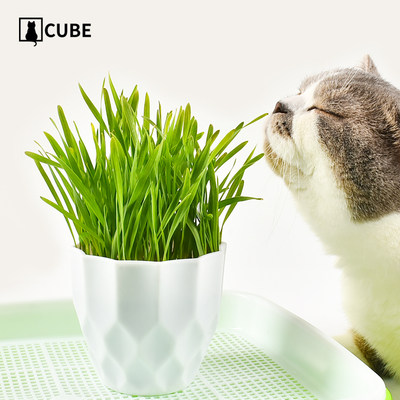 猫草种植套装去毛球化毛猫草猫薄荷小麦种子猫零食猫咪盆栽用品 虎窝淘