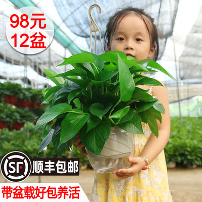 花舞雪日本进口花吹雪促花肥植物营养液有机肥料开花神器盆栽家用 虎窝淘
