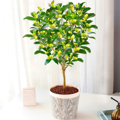 19朵21朵33朵99朵香水百合生日鲜花蛋糕组合烟台鲜花店同城速递 虎窝淘