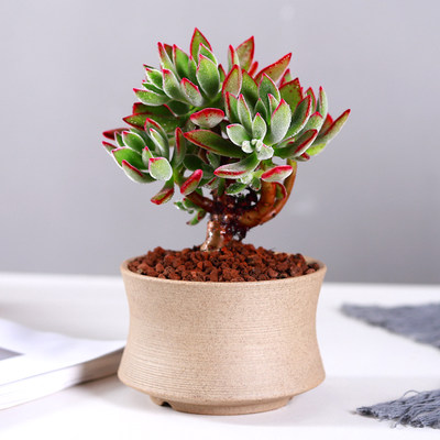 丸叶锦晃星老桩多肉植物花卉盆栽室内外好养大株超大特大肉肉绿植 虎窝淘