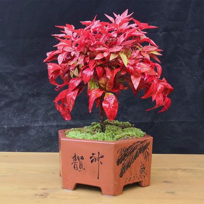 火焰南天竹盆栽花苗四季观叶植物盆景耐寒室外花园绿植多年生红叶 虎窝淘