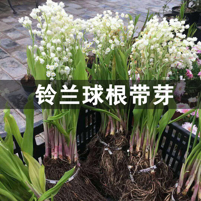 进口铃兰球根带芽土培盆栽易活花苗种球根室内外芳香花卉当年开花 虎窝淘