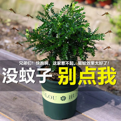驱蚊植物清香木室内盆景父亲节四季常青胡椒木苗绿植庭院花卉盆栽 虎窝淘