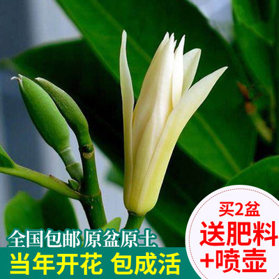 白兰花盆栽花卉植物室内花四季黄角兰白玉兰花树苗老桩带花苞开花 虎窝淘