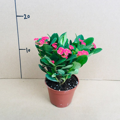 乐淘海棠花盆栽花卉观花植物室内花开花的花绿植铁海棠虎刺梅 虎窝淘