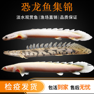 虎斑恐龙鱼活红眼恐龙九角恐龙热带鱼观赏鱼大型鱼宠物鱼龙鱼配鱼 虎窝淘