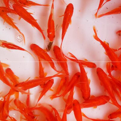 苗草自养好养冷水活小金鱼耐淡水金鱼活鱼观赏鱼自养活鱼小型泰狮 虎窝淘