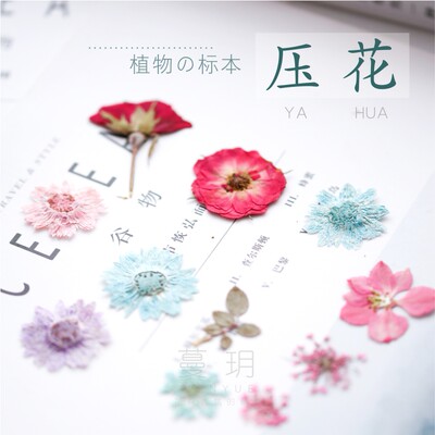 蔓玥天然植物压花真花diy手工蜡烛团扇标本树叶满天星多色雪珠花 虎窝淘