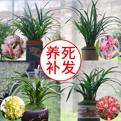 兰花苗墨兰盆栽带金边花卉绿植物客厅浓香四季兰草好养活基地直发 虎窝淘