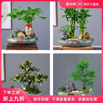 招财树盆景常青发财树盆栽罗汉松植物室内富贵竹绿植四季好养花卉 虎窝淘