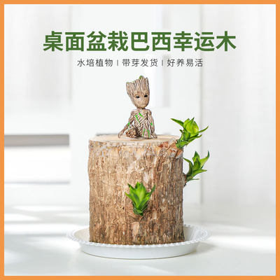 巴西木室内趣味盆栽格鲁特卧室客厅趣味绿植植物幸运木带苞芽水培 虎窝淘