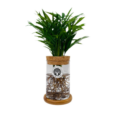 水培散尾葵室内小盆栽植物凤尾竹绿植夏威夷竹子水养富贵袖珍椰子 虎窝淘