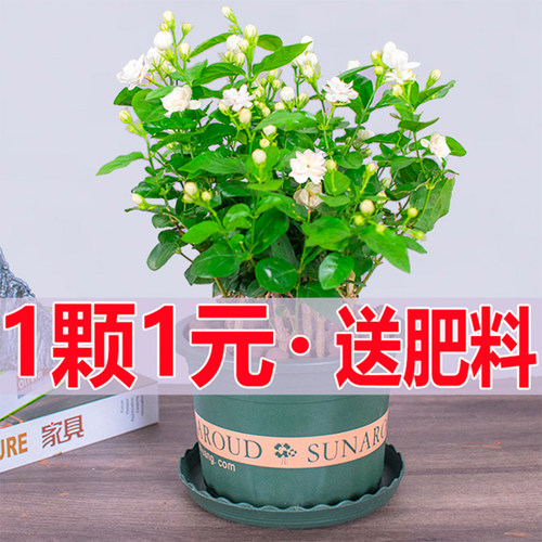 茉莉花苗室外绿植花卉阳台茉莉花盆栽四季开花庭院室内观花植物