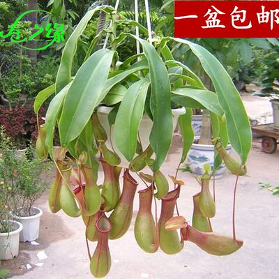 室内花卉盆景盆栽捕虫驱蚊捕蝇草食虫植物猪笼草绿植吊兰花草 虎窝淘