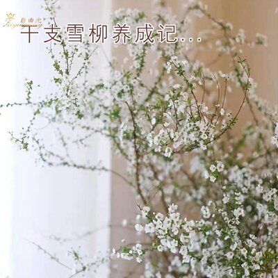 雪柳鲜枝 价格 图片 淘宝天猫雪柳鲜枝优惠商品大全 人气排序 虎窝淘
