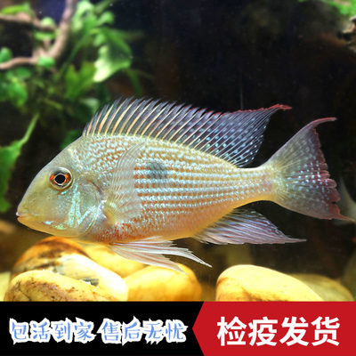 南美慈鲷食土鲷鱼活体鱼斯维尼白子关刀黄腹月亮中大型热带观赏鱼 虎窝淘