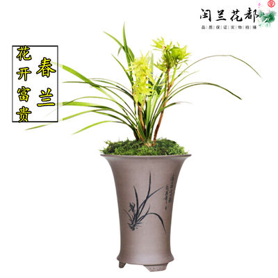 兰花苗春兰奇花花开富贵冬带花苞浓香型室内阳台庭院花卉盆栽绿植 虎窝淘