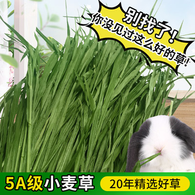 新小麦草干草烘干天然草兔子龙猫荷兰猪牧草小麦草毛重1kg包邮 虎窝淘