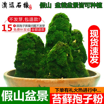 吸水石假山盆景上栽植物青苔藓种子四季常绿易活孢子粉籽陆缸造景 虎窝淘