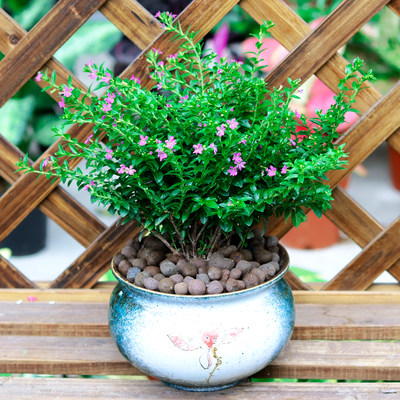 满天星盆栽花卉绿植观花植物四季开花不断室内外阳台花好养易活 虎窝淘