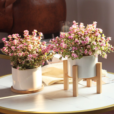 镜绿雅乐之舞室内多肉植物小盆栽金枝玉叶观叶植物净化空气好养 虎窝淘