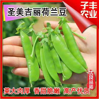 荚豌豆种籽圣美大荚荷兰豆种子四季播盆栽大田高产菜豌豆香甜脆嫩 虎窝淘
