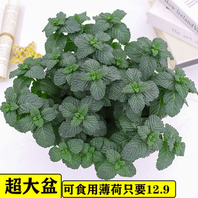 留兰香薄荷盆栽柠檬可食用迷迭香西餐大盆小苗猫薄荷叶水培驱蚊草 虎窝淘