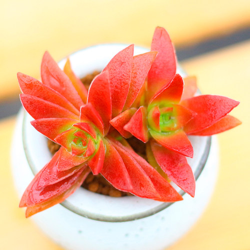 红叶祭多肉植物火祭赤鬼城杂交种新款肉肉组合盆栽室内群生盆栽