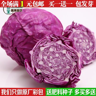 紫色花椰菜种子紫花菜种籽紫红有机蔬菜西兰花种孑秋季种蔬菜种籽 虎窝淘