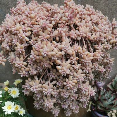 多肉老桩植物多肉巨型大型超大肉肉植物稀有品种罕见多肉特大株 虎窝淘