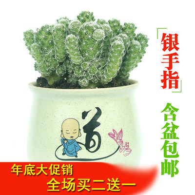 室内室外多肉植物白鸟银手指仙人掌科仙人球盆景含盆栽好一盆包邮 虎窝淘