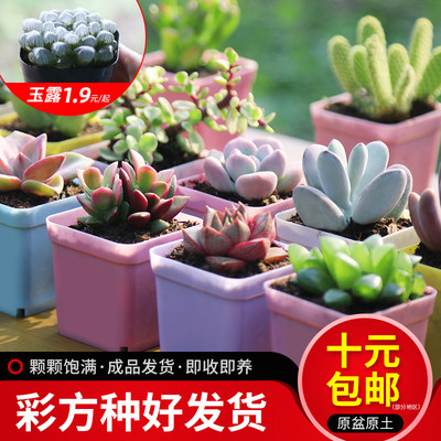 多肉植物组合盆栽含盆套餐稀有品种贵货大颗绿植花卉带香味的肉肉 虎窝淘