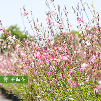 紫叶千鸟花山桃草多年生宿根草本花卉花园造景观叶观花植物性耐寒 画境种业 淘优券