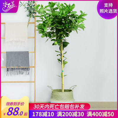 香水柠檬尤力克柠檬树室内客厅大型盆栽带花带果网红绿植花卉 虎窝淘