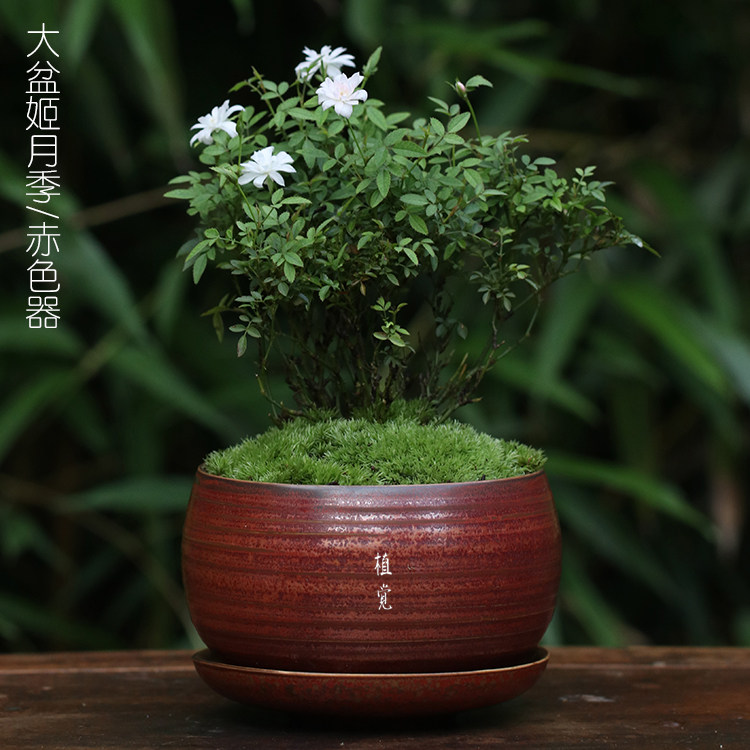 植觉 大盆姬月季 乙女重瓣山野草绿植盆景桌面开花盆栽蔷薇迷 虎窝淘