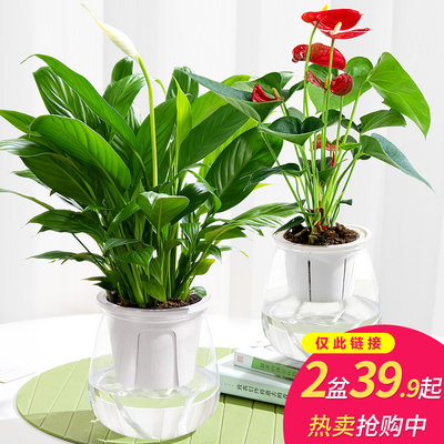 红掌盆栽水培植物盆栽花卉植物白掌室内一帆风顺水养红掌桌面好养 虎窝淘