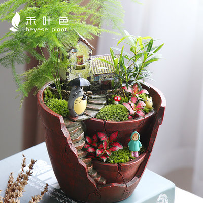 文竹盆栽植物室内绿植罗汉松办公室盆栽草绿色植物盆景diy微景观 虎窝淘