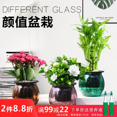 富贵竹盆栽长寿花栀子花室内四季开花植物办公室净化空气小盆栽 虎窝淘