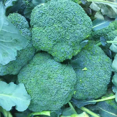 西兰花种孑苗春夏秋季四季日本耐寒炎秀青花菜种籽西蓝花蔬菜种子 虎窝淘