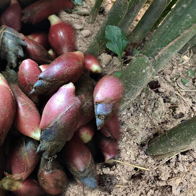 阳荷 淘宝天猫优惠券折扣 阳荷相关商品大全价格图片搜索赛选 综合排行 虎窝淘